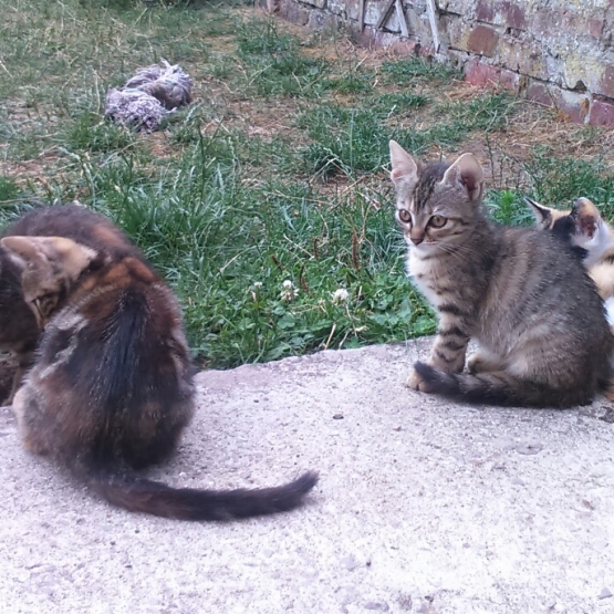 Image pour l'annonce Donnes chatons