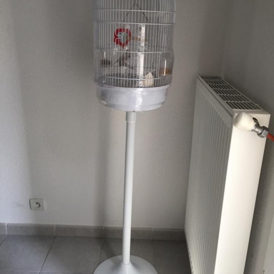 Image pour l'annonce Vend oiseaux (Mandain)