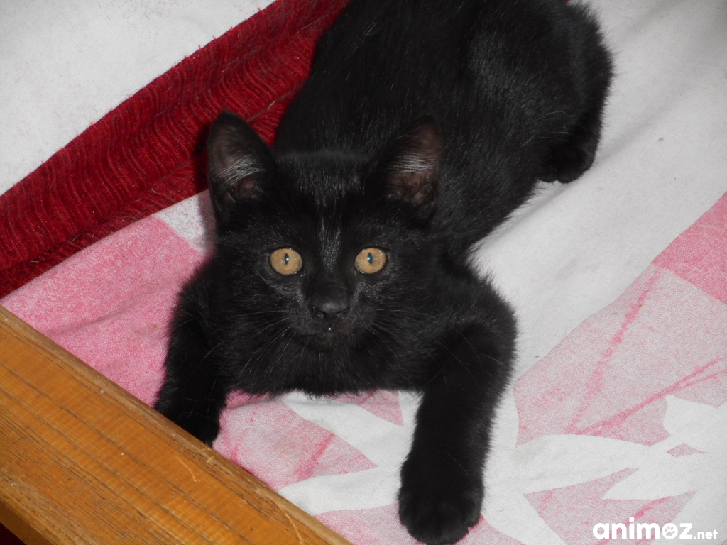 Donne Chatons de 4 mois Drôme (26) GRATUIT sur