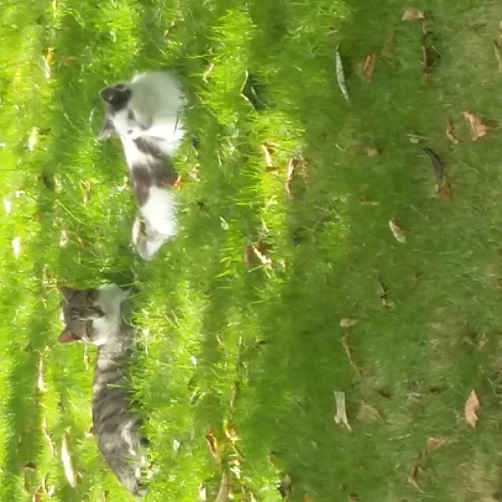 Image pour l'annonce •Le chat domestiques européene