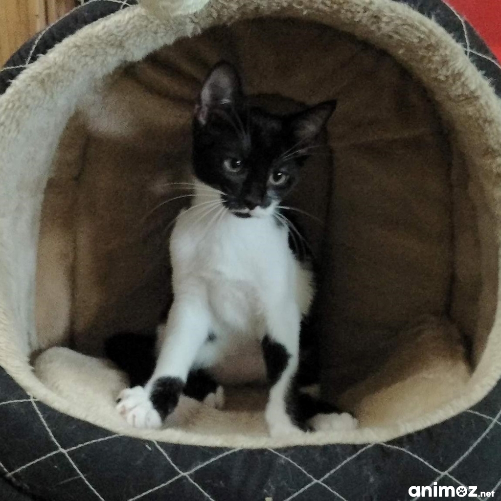 Chatons cherche adoption Yvelines (78) GRATUIT sur