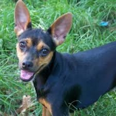 Image pour l'annonce Vente Pinscher Nain