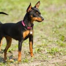 Image pour l'annonce Vente Pinscher Nain