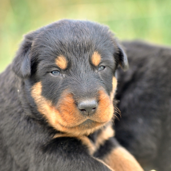 Image pour l'annonce chiots beauceron à réserver
