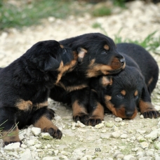 Image pour l'annonce chiots beauceron à réserver