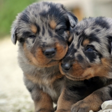 Image pour l'annonce chiots beauceron à réserver