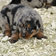 Image pour l'annonce chiots beauceron à réserver