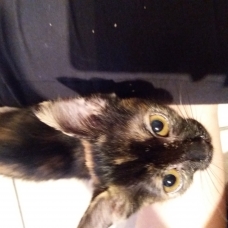 Image pour l'annonce chaton femelle à donner