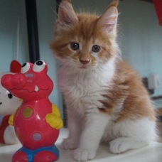 Image pour l'annonce Maine Coon