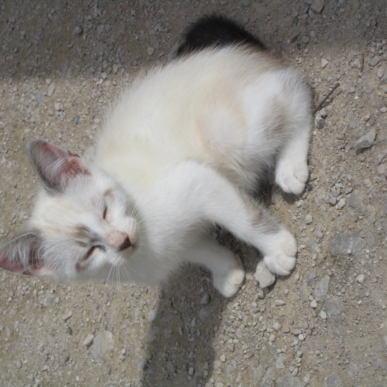 Image pour l'annonce donne chatons