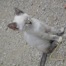 Image pour l'annonce donne chatons