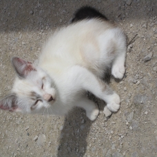 Image pour l'annonce donne chatons