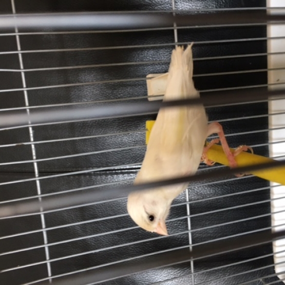 Image pour l'annonce Vends femelle canari raza blanc, bagué 2014 prix fixe: 20€
