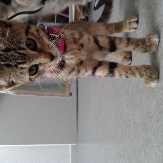 Image pour l'annonce Chaton mâle et femelle 3 mois