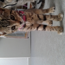 Image pour l'annonce Chaton mâle et femelle 3 mois