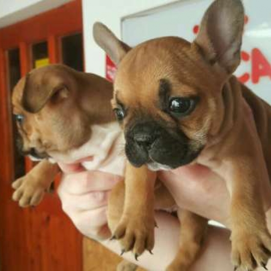 Image pour l'annonce chiot bouledogue francais