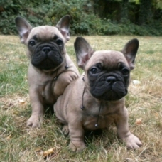 Image pour l'annonce chiot bouledogue francais