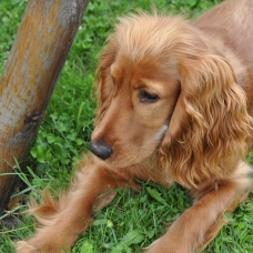 Image pour l'annonce cocker anglais de 10 moiis