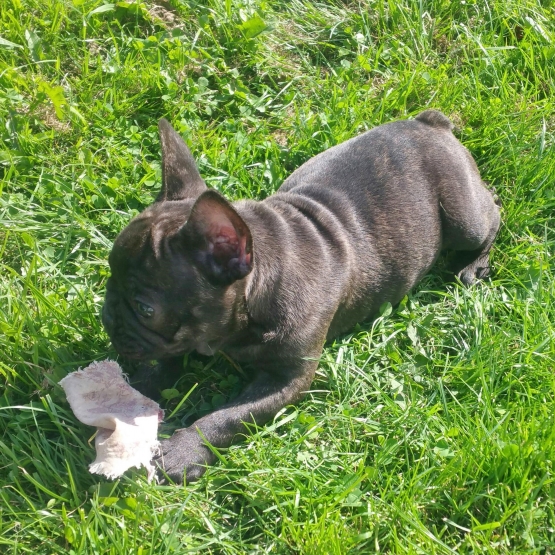 Image pour l'annonce dispo bouledogue francais lof