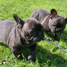 Image pour l'annonce dispo bouledogue francais lof