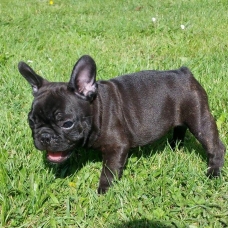 Image pour l'annonce dispo bouledogue francais lof