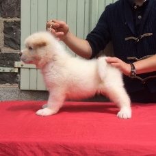 Image pour l'annonce Chiots Akita americain