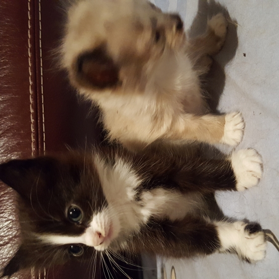 Image pour l'annonce Chatons à donner