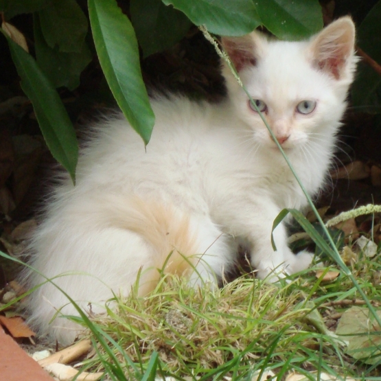 Image pour l'annonce donne 3 chatons (2 blancs et 1 roux)