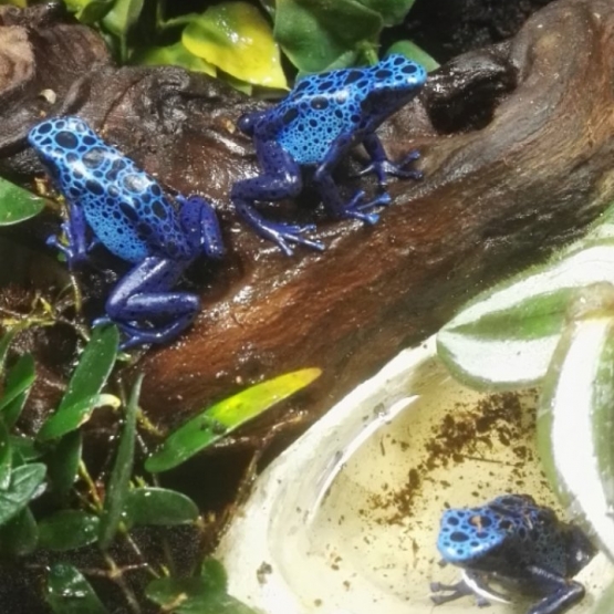 Image pour l'annonce Dendrobate azureus