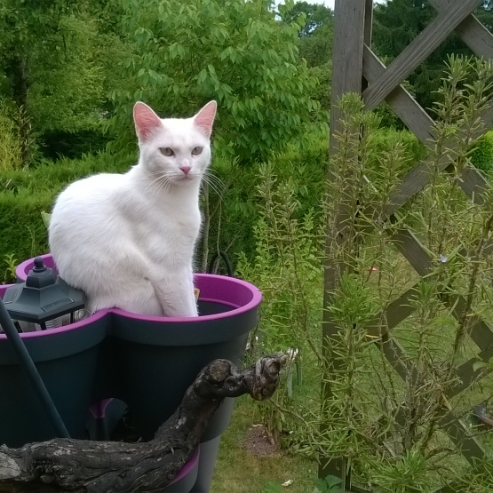Image pour l'annonce donne chatons