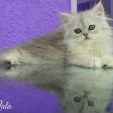 Image pour l'annonce superbes bébés persan chinchilla