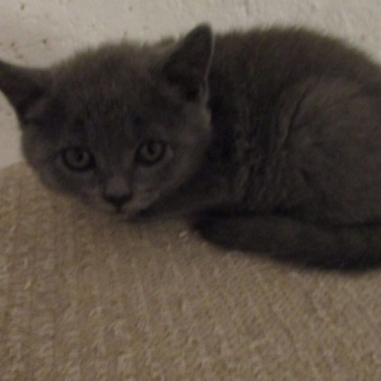 Image pour l'annonce Superbes chatons à l'adoption