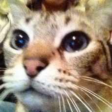 Image pour l'annonce Vend 4 chats