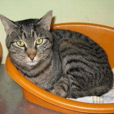 Image pour l'annonce Vend 4 chats