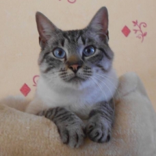 Image pour l'annonce Vend 4 chats