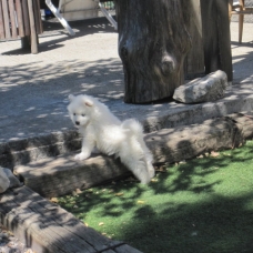 Image pour l'annonce Chiot   Samoyede