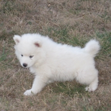 Image pour l'annonce Chiot   Samoyede
