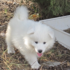 Image pour l'annonce Chiot   Samoyede