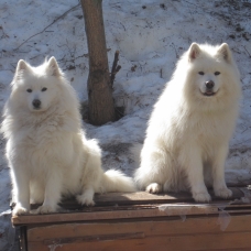 Image pour l'annonce Chiot   Samoyede