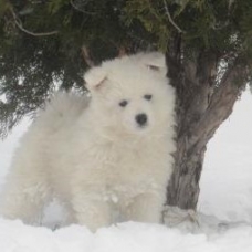 Image pour l'annonce Chiot   Samoyede