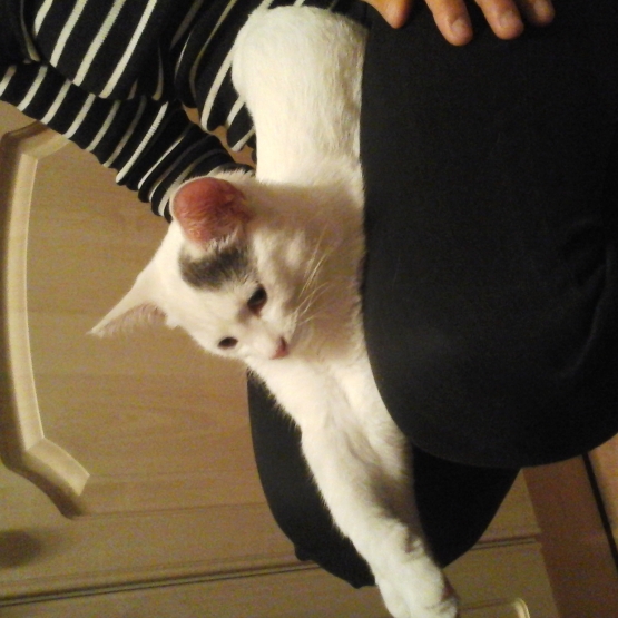 Image pour l'annonce donne 2 chatons