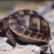 Image pour l'annonce Tortue de terre