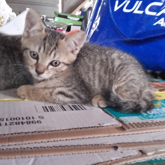 Image pour l'annonce Chatons cherchent famille