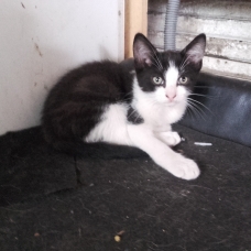 Image pour l'annonce Chatons cherchent famille