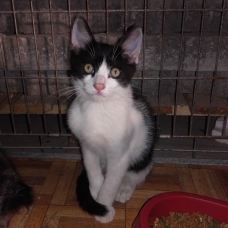 Image pour l'annonce Chatons cherchent famille