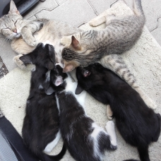 Image pour l'annonce Chatons cherchent famille