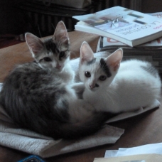 Image pour l'annonce Donne 4 chatons