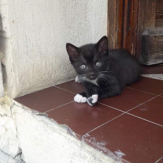 Image pour l'annonce Chaton