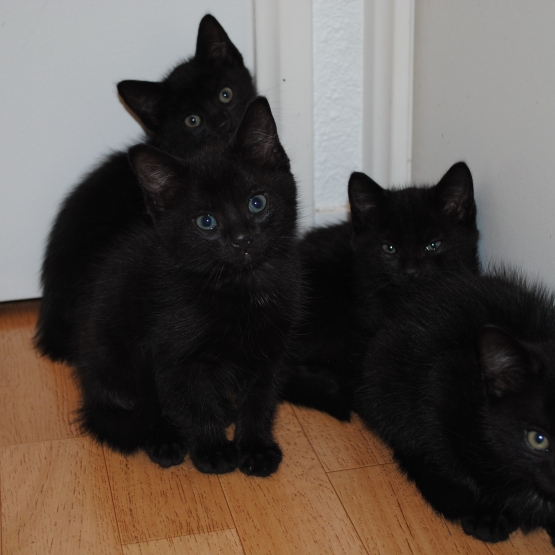 Image pour l'annonce Donne chatons