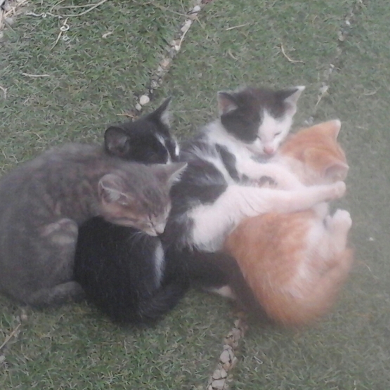 Image pour l'annonce Donne chatons